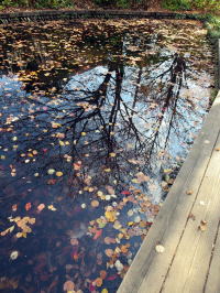 池の落ち葉もきれい