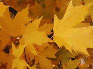 yellow@leaves